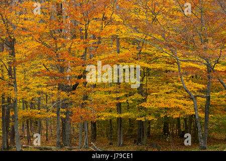 Ein Laubwälder Wald in den Catskill Mountains of New York. USA Stockfoto