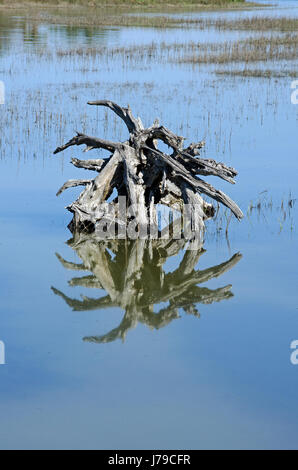 Treibholz bei Flut in Pinckney Insel Marsh Stockfoto