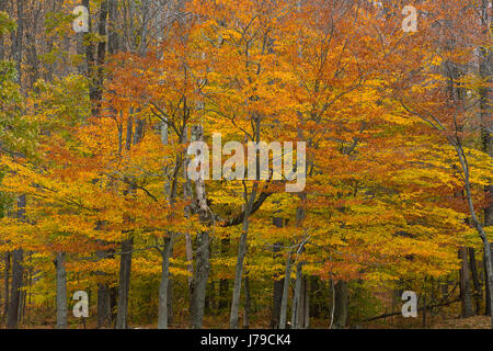 Ein Laubwälder Wald in den Catskill Mountains of New York. USA Stockfoto