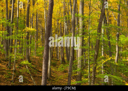 Ein Laubwälder Wald in den Catskill Mountains of New York. USA Stockfoto