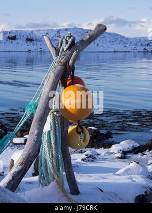 Bunten Fischen Räuber auf den Lofoten, Norwegen Stockfoto