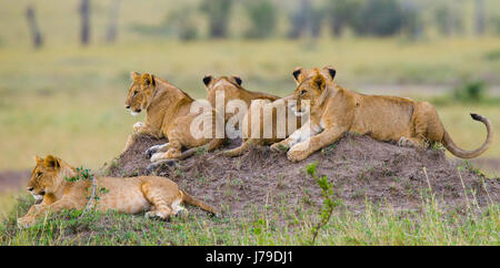 Eine Gruppe junger Löwen auf dem Hügel. Nationalpark. Kenia. Tansania. Masai Mara. Serengeti. Stockfoto