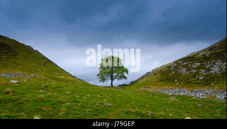 Sycamore Gap (Robin Hood's Tree), ist dieser Teil der Mauer wurde von der Verwendung in "Robin Hood Prince of Thieves" mit Kevin Costner. Stockfoto