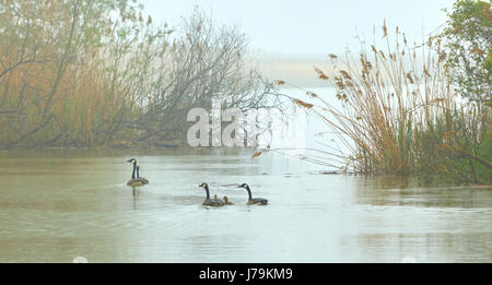 Friedliche Szene mit Schwimmen Gänse Stockfoto