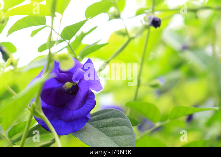 Butterfly Pea im hellen Sonnenlicht Stockfoto