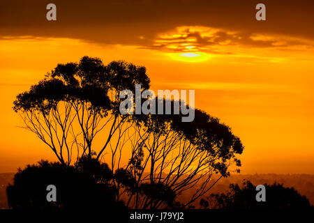 Dramatische Sunset über Gumtrees gesehen von Windy Point, South Australia Stockfoto