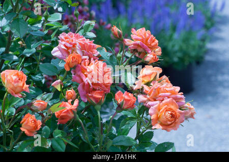 Nahaufnahme von einem Rosenbusch in einem Markt. Stockfoto