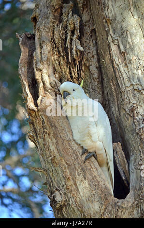 Australische Schwefel crested Cockatoo, Cacatua Galerita, thront in einer Mulde in einem breiten Leaved leichte Baum Melaleuca Quinquenervia in Centennial Par Stockfoto