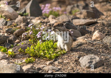 Atlashörnchen Atlantoxerus Getulus Im Naturpark Jandia, Risco del Paso, Insel Fuerteventura, Kanarische Inseln, Spanien |  Barbary Grundeichhörnchen an Stockfoto