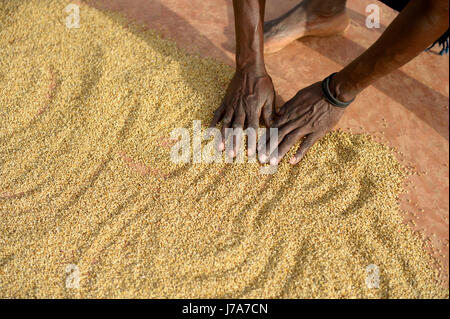 Burkina Faso, Dorf Koungo, Frau Sorghum Körner in der Sonne Trocknen ausbreiten Stockfoto