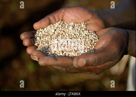 Burkina Faso, Zambele, Hände halten, Sorghum Getreide und Bohnen Stockfoto