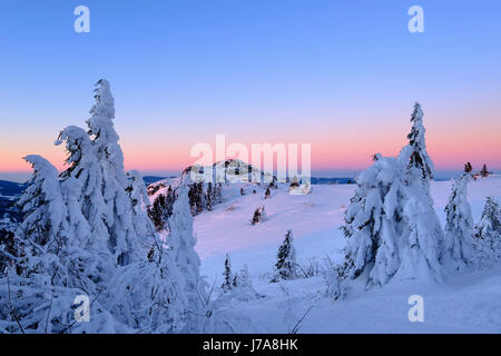 "Sonnenaufgang", Verschneite Fichten, Bodenmaiser Riegel, Nebengipfel von Großer Arber, Naturpark Bayerischer Wald, Niederbayern, Bayern, Deutschland Stockfoto