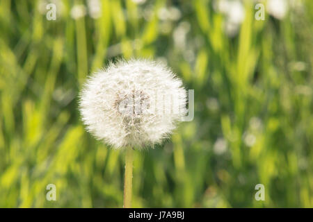 Weiße Löwenzahn Makro auf grünem Hintergrund jedoch unscharf. Stockfoto