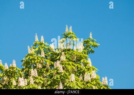 Blühenden Kastanienbaum auf blauen Himmelshintergrund. Stockfoto