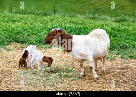 Mutter Boer Ziege "Capra Aegagrus Hircus" mit zwei Kindern, Barnyard ernähren sich von Alfalfa, grüne Feld, Kalifornien, Calaveras County. Stockfoto