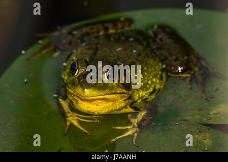 Ein amerikanischer Bullfrog auf einem Blatt der Seerose am Beaver Lake im Stanley Park. Stockfoto