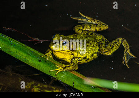 Eine invasive amerikanische Bullfrog am Beaver Lake im Stanley Park.  Vancouver, BC Stockfoto
