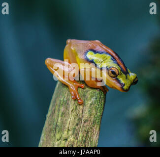 Eine kolumbianische goldene Pfeilgiftfrosch. Stockfoto