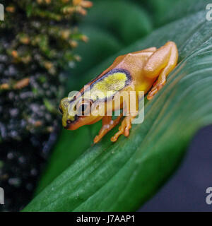 Eine kolumbianische goldene Pfeilgiftfrosch. Stockfoto