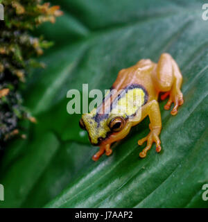 Eine kolumbianische goldene Pfeilgiftfrosch. Stockfoto
