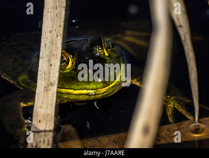 Ein amerikanischer Ochsenfrosch versteckt im Schilf am Beaver Lake im Stanley Park Stockfoto