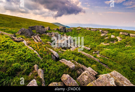 Löwenzahn zwischen den Felsen in Karpaten Alpen. Schweren Wolken am blauen Himmel über die Berggipfel in der Ferne.  Lebendige Sommerlandschaft bei Sonnenuntergang. Stockfoto