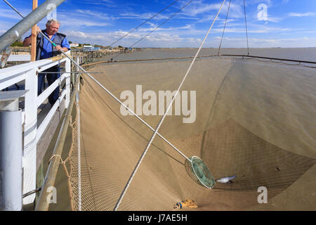 Frankreich, Charente Maritime, Port des Barques, Angeln mit Landaufzugsnetz oder carrelet Stockfoto