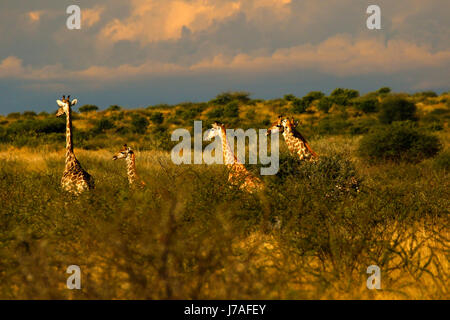 Atemberaubende Aussicht auf eine Reise der Giraffen auf safari Stockfoto