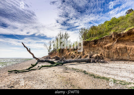 BÄUME, KLAMMERTE SICH AN DEN RAND DER KLIPPE AM OSTSTRAND MERSEA Stockfoto