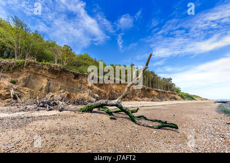 BÄUME, KLAMMERTE SICH AN DEN RAND DER KLIPPE AM OSTSTRAND MERSEA Stockfoto