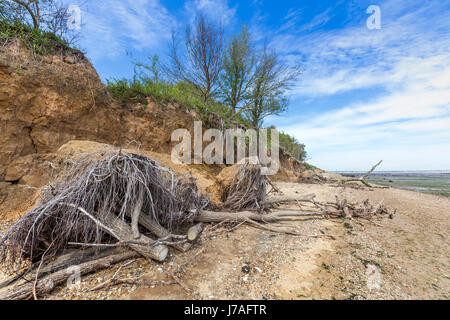 BÄUME, KLAMMERTE SICH AN DEN RAND DER KLIPPE AM OSTSTRAND MERSEA Stockfoto