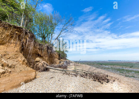 BÄUME, KLAMMERTE SICH AN DEN RAND DER KLIPPE AM OSTSTRAND MERSEA Stockfoto