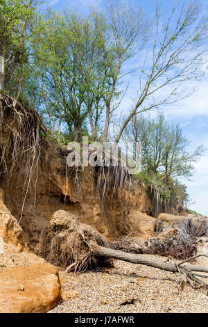 BÄUME, KLAMMERTE SICH AN DEN RAND DER KLIPPE AM OSTSTRAND MERSEA Stockfoto