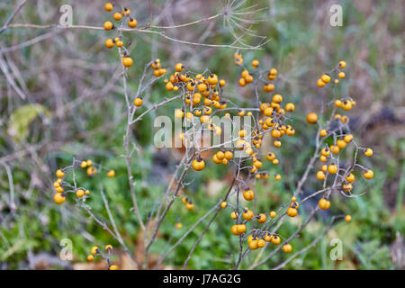 Solanum elaeagnifolium Stockfoto