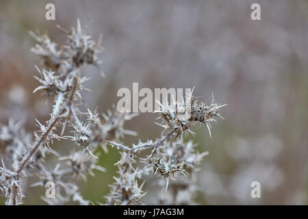 Scolymus Maculatus trocken Stockfoto