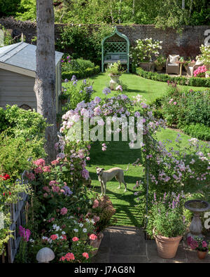 Ein Lurcher steht unter einer rose Bogen in einem englischsprachigen ummauerten Garten. Stockfoto