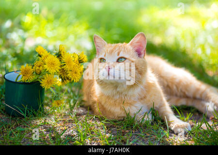 Rote Katze liegend auf einer Wiese mit Löwenzahn Blumenstrauß im Frühjahr Stockfoto