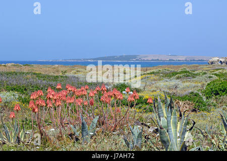 Dienst Scoada Strand, Oristano District, Sardinien, Italien, Europa Stockfoto