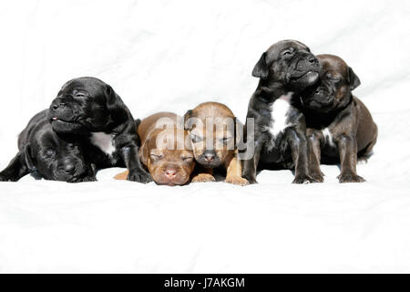 Kuschelnde Patterdale Terrier Welpen Stockfoto