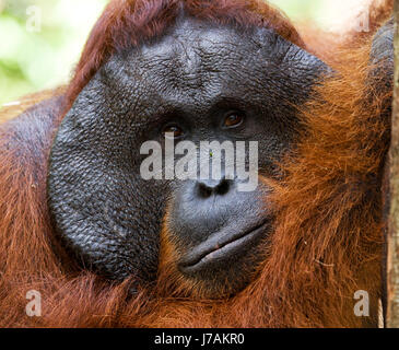 Porträt eines männlichen Orang-Utans. Nahaufnahme. Indonesien. Die Insel Kalimantan (Borneo). Stockfoto