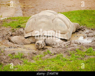 Aldabran-Riesenschildkröte (Aldabrachelys Gigantea) Stockfoto