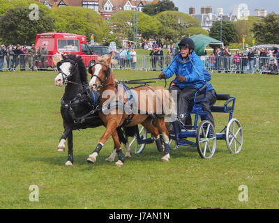 Ponys ziehen ein huschen während einer Rennveranstaltung huschen Neuheitendienst Rural und am Meer, Southsea, Portsmouth, England Stockfoto