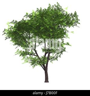 Baum Bäume Stamm Wald auseinander extra isolierten Natur Glanz scheint hell lucent Stockfoto