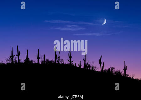 Saguaro-Kaktus In der Wüste in der Nacht mit Mond Stockfoto