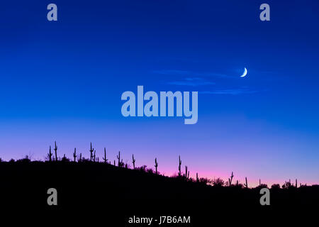 Saguaro-Kaktus In der Wüste in der Nacht mit Mond Stockfoto