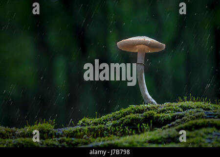Einsamer Pilz im Regen Stockfoto