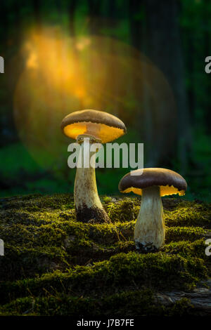 Zwei Pilze im Wald mit Sonnenlicht leuchtenden Stockfoto
