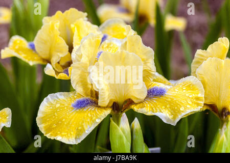 Standard Zwergbärtige Iris barbata nana Iris „Little Blue Eyes“ Stockfoto