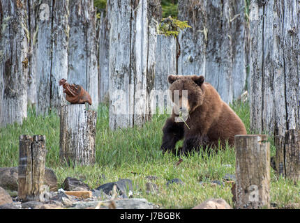 Grizzly Bear Grass in Southeast Alaska Essen Stockfoto