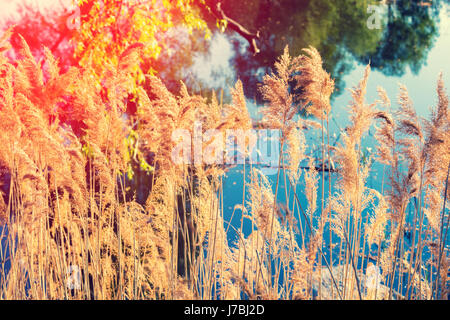 Wilde Natur. Herbstliche Landschaft im ländlichen Raum. Graspflanzen vor See Stockfoto